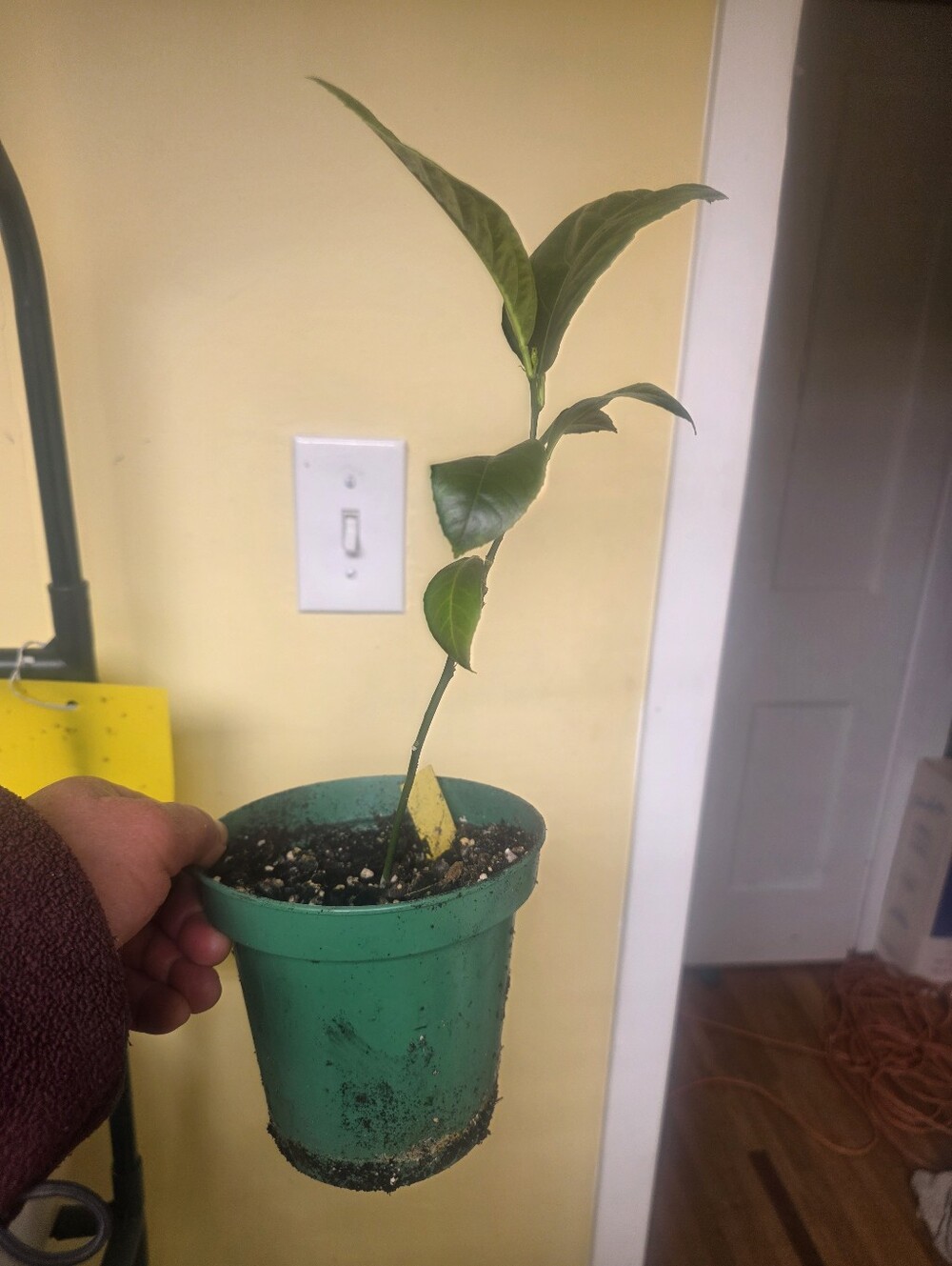 Lemon Meyer Rooted Tree Healthy Seedling